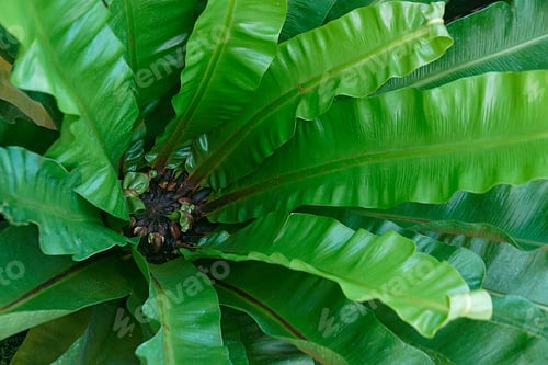 Vista previa: Taiwan Cycad (Cycas Taiwaniana)