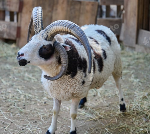 Preview: A sheep with large curled horns standing in a pen
