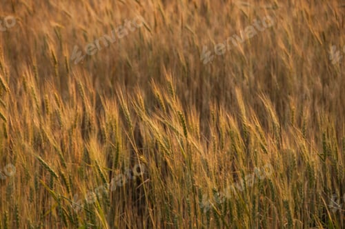 Preview: Wheat field and countryside scenery