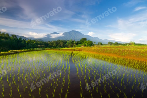 Preview: Beautiful morning view indonesia Panorama Landscape paddy fields with beauty color
