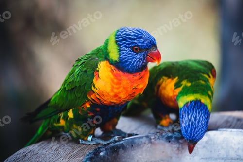 Preview: Closeup shot of beautiful colorful lorikeets