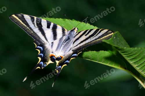 Preview: Iberian Scarce Swallowtail Butterfly, Guadarrama National Park, Spain