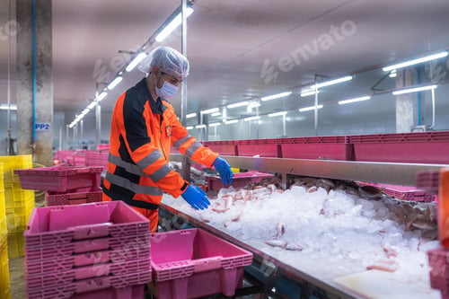 Preview: Transport workers lift fresh fish and seafood in the factory.