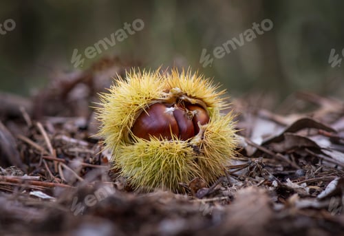 Preview: Closeup shot of a sweet chestnut damaged shell on the forest ground on a blurred background