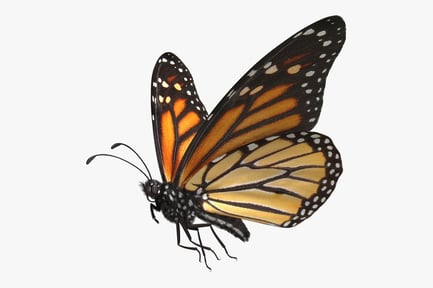 Preview: Detailed Monarch Butterfly with Rigging