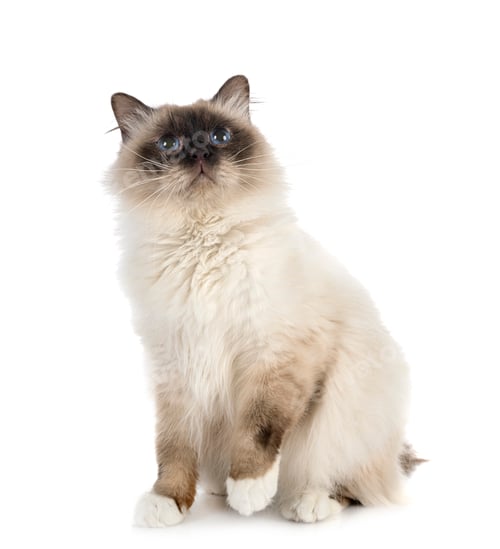 Preview: birman cat in studio