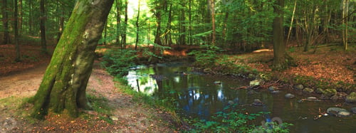 Preview: Natures beauty. Scenic shot of nature.