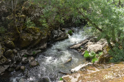 Preview: A serene forest stream flowing between rocks and trees with lush greenery.