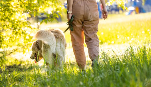 Preview: Golden retriever dog walking outdoors
