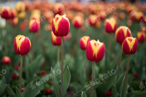 Preview: Tulips