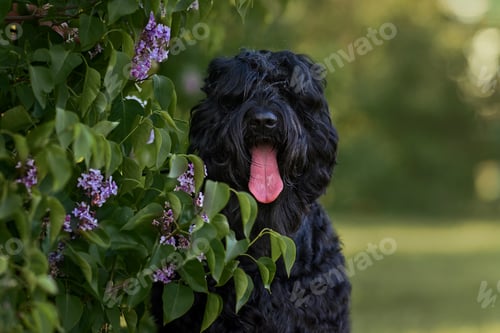 Preview: black Russian terrier dog in nature in lilac flowers on a walk