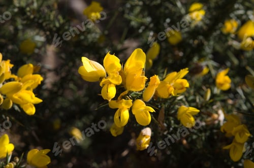 Preview: Closeup of gorse blossom in Amlwch, Wales