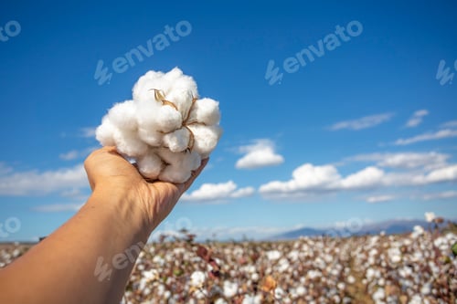Preview: Cotton field (Turkey - Izmir). Agriculture concept photo.