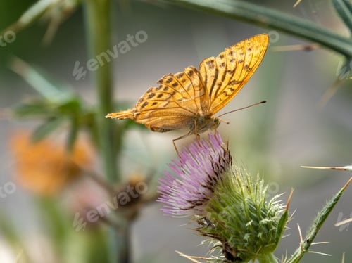 Preview: Close-up of a vibrant orange butterfly perched on a purple thistle flower
