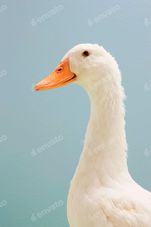 Preview: white goose with orange beak on blue background