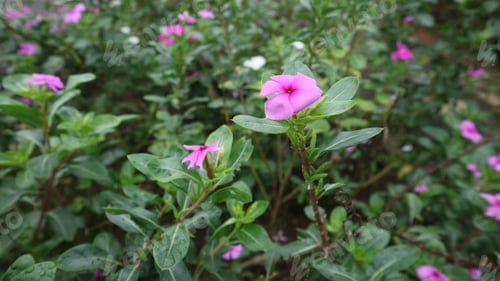 Preview: Catharanthus roseus