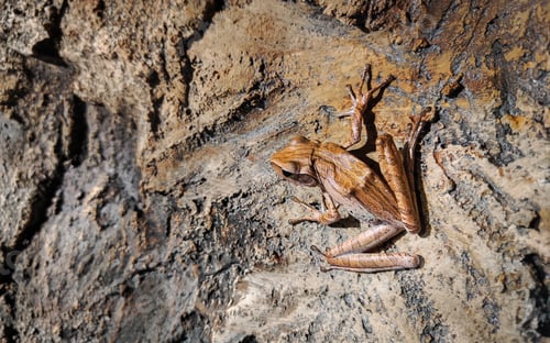 Preview: Common Tree Frog sitting on the stone surface