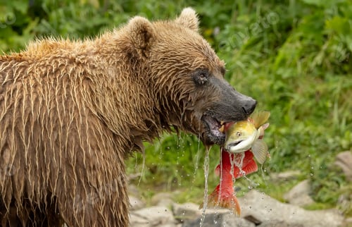 Preview: Brown Bear Fishing for Salmon in Katmai, Alaksa