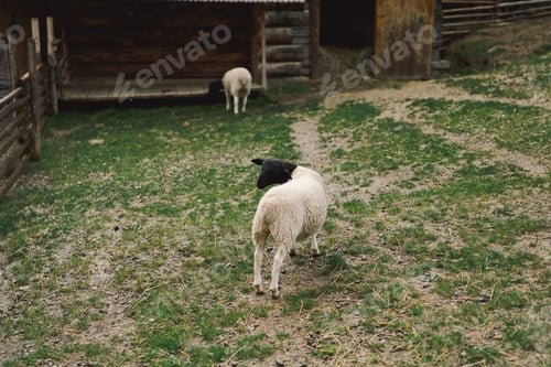 Preview: Beautiful female Dorper sheep on the farm. Animals on farming