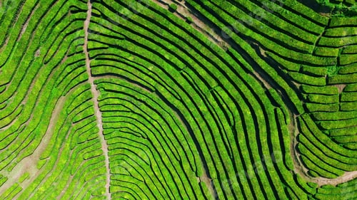 Preview: Amazing tea lines hills drone view. Meditative summer nature landscape aerial.