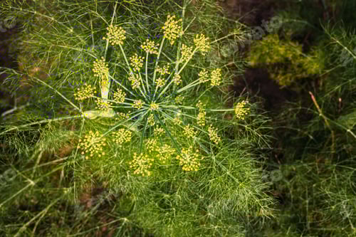 Visualização: Plantação de funcho, Foeniculum vulgare, com suas sementes e raízes bulbosas