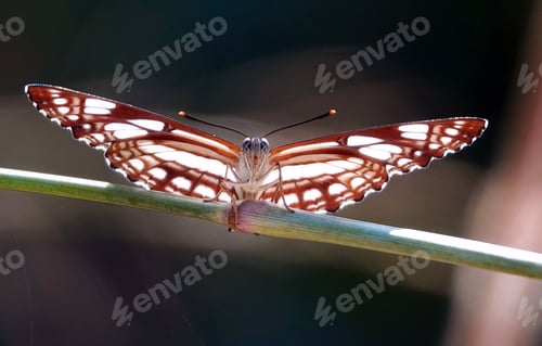 Preview: Butterfly perched on a twig with wings spread.