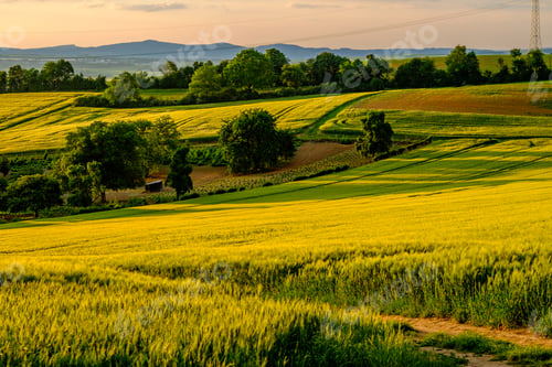 Preview: Rolling hills on sunset. Rural landscape. Green fields and farmlands, fresh vibrant colors