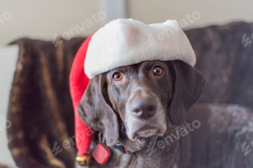 Preview: Christmas dog with santa hat