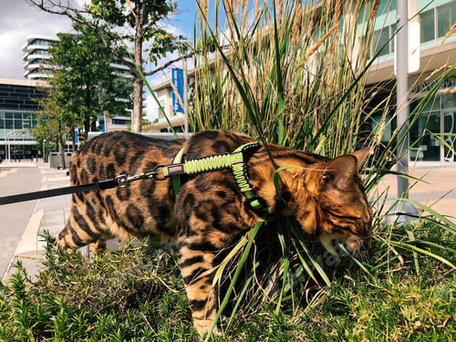 Preview: Bengal cat on a leash eating grass outside