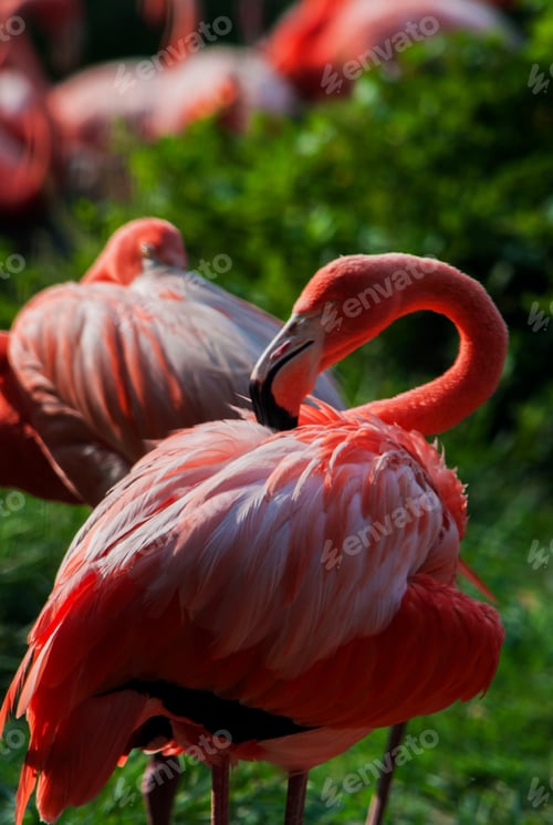 Preview: nature