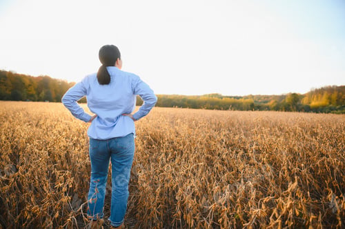 Preview: A young female farmer is working in a soybean field at sunset.