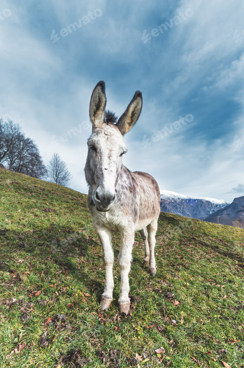 Preview: A mule in the meadow