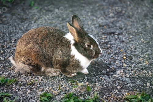 Preview: Domestic Rabbit - Miniature Dutch Rabbit