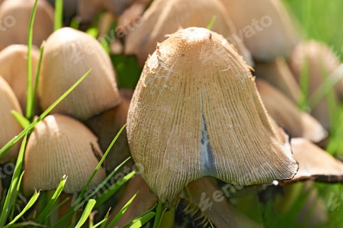 Detailed Close-up of Wild Mushrooms in Green Grass