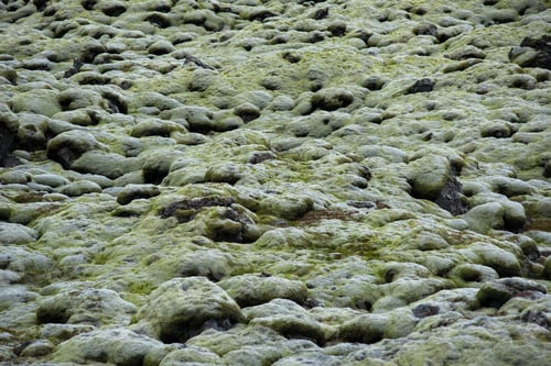 Preview: Moss covered lava field, Eldhraun, Iceland