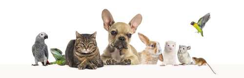 Preview: Group of pets leaning together on a empty web banner Cats, dogs, rabbit, ferret, rodent, bird