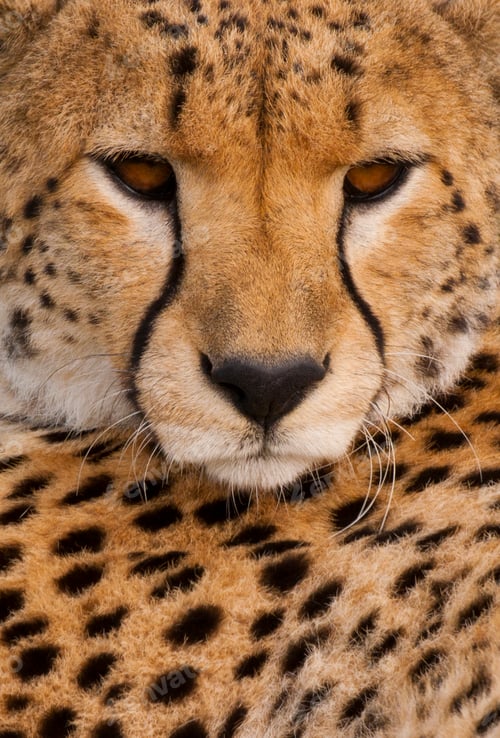Preview: A Cheetah, Acinonyx jubatus, a close up of the face and spotted fur markings.