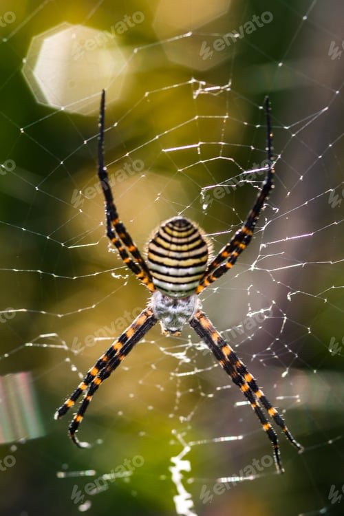 Preview: Spider, Argiope bruennichi
