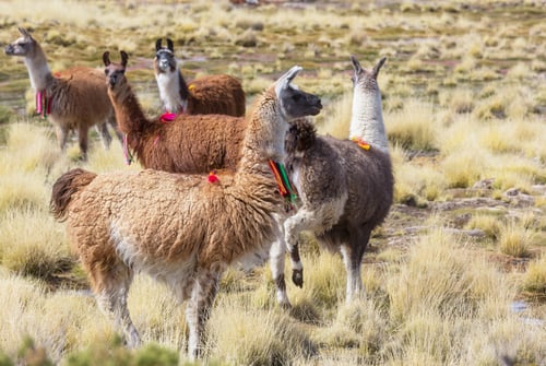 Llamas Grazing in a Grassy Field