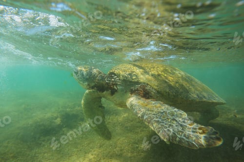 Preview: Turtle
