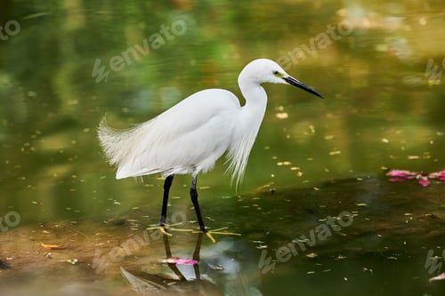 Preview: Little Egret small heron white bird hunting on lake in indian Lodi Gardens city park in New Delhi