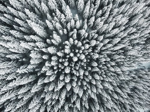 Preview: Aerial view of snowy pine trees in a forest