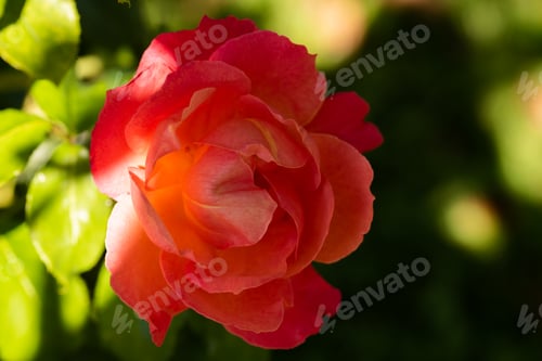 Preview: Red rose closeup outdoors partly in sun background