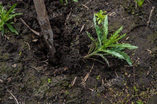 Preview: Digging up the weed sow thistle in the garden. Selective focus.