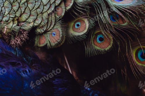 Preview: Closeup shot of the blue and green feathers of a Peafowl bird