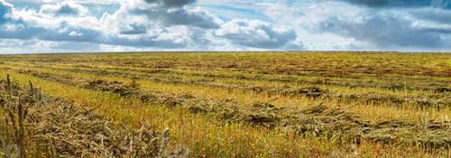Preview: Mowed buckwheat field, sheaves nested with lines, green sheaves and cloudly sky
