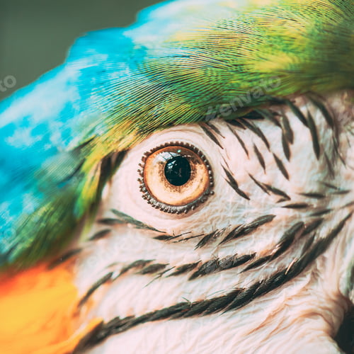 Preview: Eye Pupil Of Blue-and-yellow Macaw Also Known As The Blue-and-gold Macaw. Wild Bird. parrot