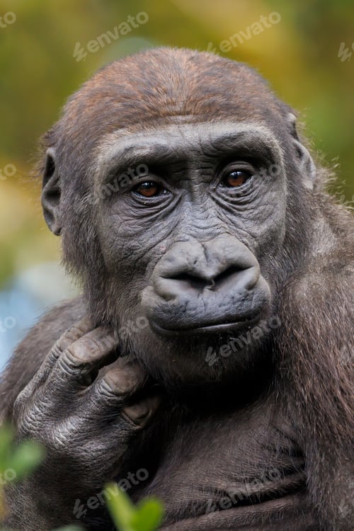 Preview: The western lowland gorilla (Gorilla gorilla gorilla)