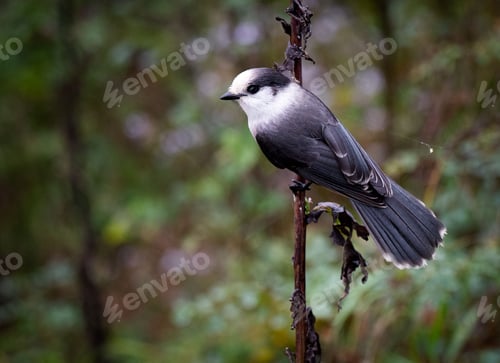 Preview: Close-up of a gray jay perched on a branch in a forest setting