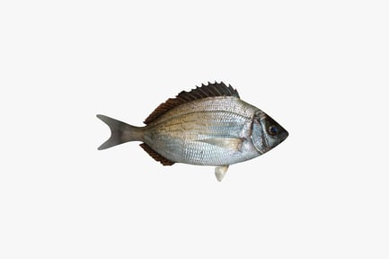 Preview: Lateral view of a sea bream